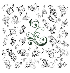 Set of floral elements vector image