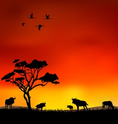Wildebeest vector image