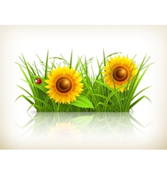 Sunflowers in grass vector image