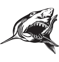 Big Shark vector image