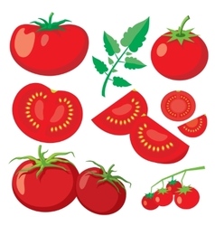 Fresh tomatoes in flat style vector image