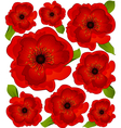 Poppies vector image