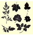 Plants silhouettes vector image