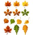 Autumn leaves vector image