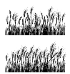 Field of wheat vector image