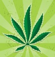 Cannabis leaf icon vector image