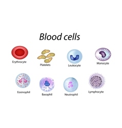 blood cells set of colored red vector image