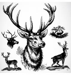 Deer ornaments vector image