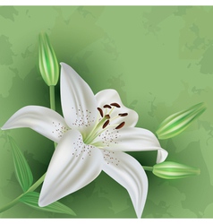 Vintage floral green background with flower lily Vintage floral green background with flower lily vector image