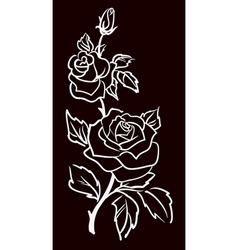 Three white roses vector image