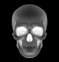 Human Skull Human Skull vector image