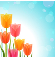 Tulip design vector image