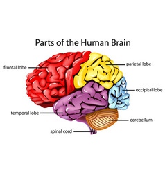 Human brain vector image