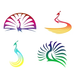 Peacock birds vector image