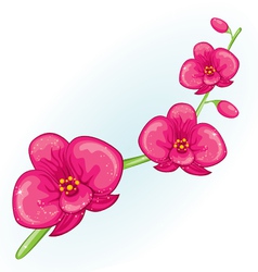Pink prchid branch vector image