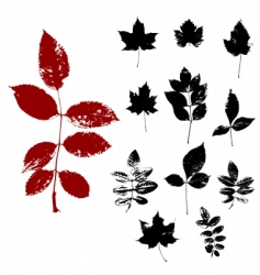 Herbs vector image