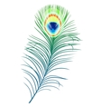 Feather of peacock vector image