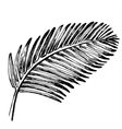 Palm leaves Tropical jungle plant vector image