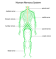 Human nervous system vector image
