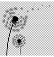 Dandelion with transparent background vector image
