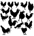 Rooster silhouettes vector image
