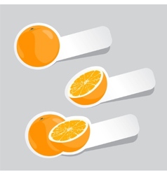 Oranges vector image