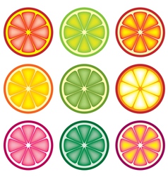 Colorful citrus slices vector image