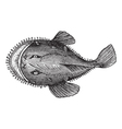 American anglerfish engraving vector image