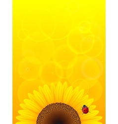 Sunflower and ladybird vector image