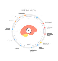 Sleep wake cycle Royalty Free Vector Image - VectorStock