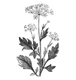 Pimpinella vintage engraving vector image