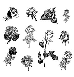 Roses design elements Roses design elements vector image