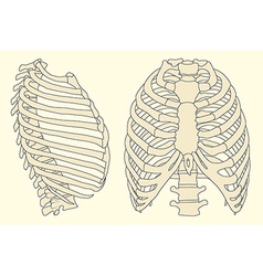 Human rib cage vector image