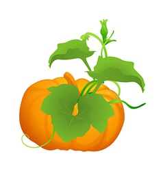A pumpkin vine decor Royalty Free Vector Image