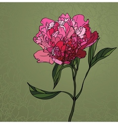 Peony stained glass window vector image