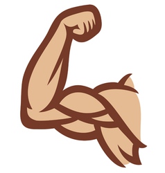 Biceps - arm showing muscles vector image