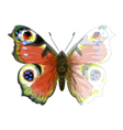 Watercolor butterfly vector image