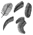 Set of palm leaves Set of palm leaves vector image