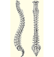 Human spine vector image