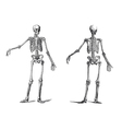 Human skeleton vintage nineteenth century vector image