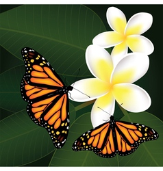 Frangipani and butterflies vector image