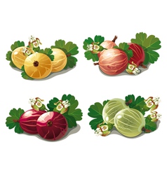Set of ripe gooseberries vector image