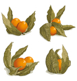 Set of ripe physalis vector image
