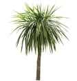 Palm tree vector image