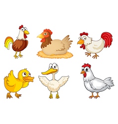 A rooster hen and duckling vector image