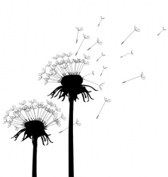 Dandelion vector image