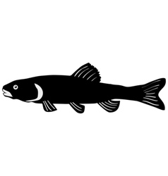 Silhouette of chub vector image