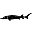 Silhouette of sturgeon vector image
