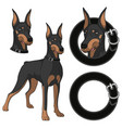 Set of doberman colored in a collar vector image