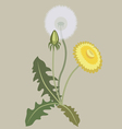 Dandelion Dandelion vector image